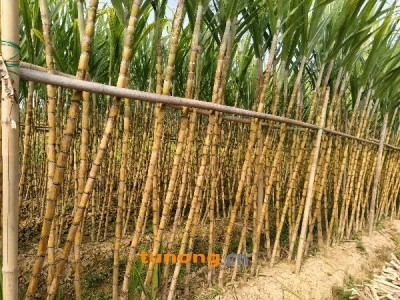 甘蔗，黑皮青皮甘蔗，图1