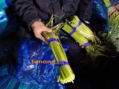 山东蒜薹冷库蒜薹产地批发有毛袋货加工货图1