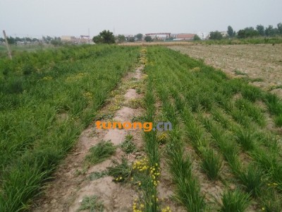 大批量供应棚栽箱栽包滿韭菜根苗。图1