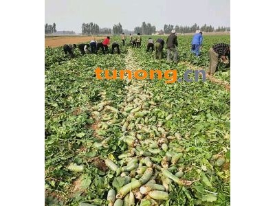 山东肥城里外青水果萝卜青皮绿萝卜大量供应图1