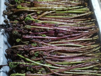 辽宁省凤城市大兴镇山野菜图1