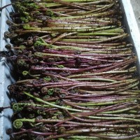 辽宁省凤城市大兴镇山野菜