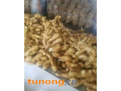 山东日照生姜鲜姜姜母姜种批发图1