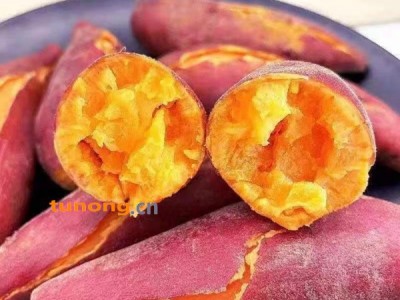 河南省民权县兰春种植家庭农场图1