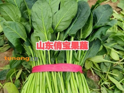 ❤️25-35公分大菠菜✔山东高青✔万亩✔产地❤️图1
