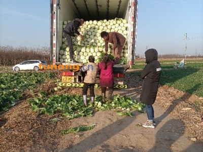 供应白菜,农村合作社图1