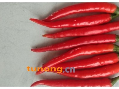 大量出售小米椒图1