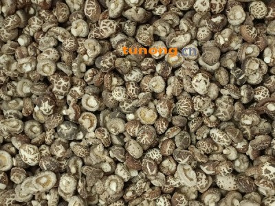 香菇冬菇大量上市中图1