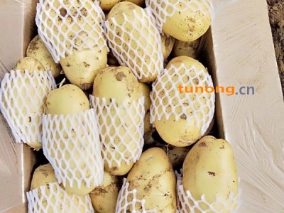 山东肥城黄心土豆，价格便宜货源充足图1