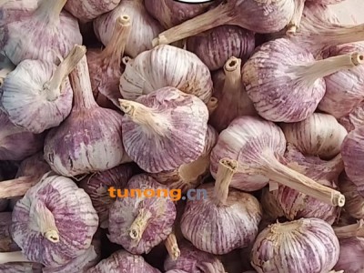 金乡大蒜，代收，代存17662214566图1