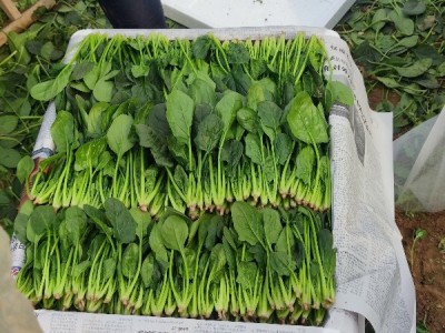 ❤️山东淄博高青❤️万亩菠菜15-22公分小菠菜图1