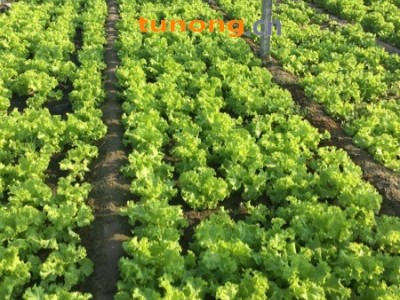 优质散叶生菜图1