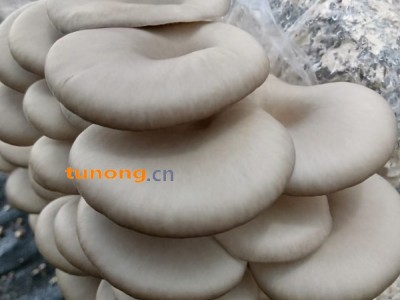 贵州省毕节市赫章县广温平菇大量上市图1