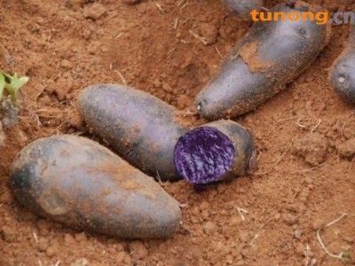 黑金刚黑土豆图1