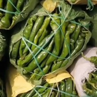 安徽砀山蔬菜产地，青椒大量上市，质量好，