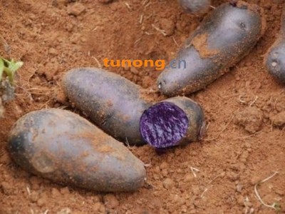 黑土豆种子黑金刚图1