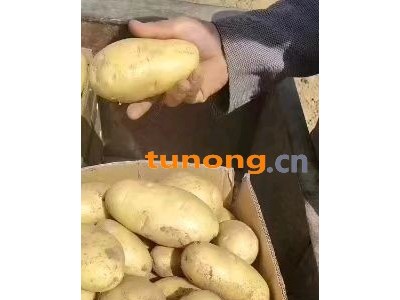 山东土豆，荷兰十五土豆大量现货供应图1