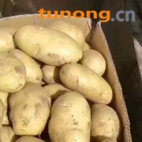 山东土豆，荷兰十五土豆大量现货供应