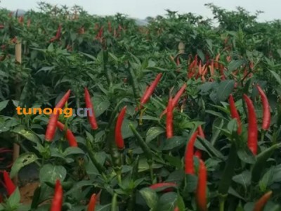 坐标海南，各类辣椒，香蕉，南瓜，等水果蔬菜直供代收图1