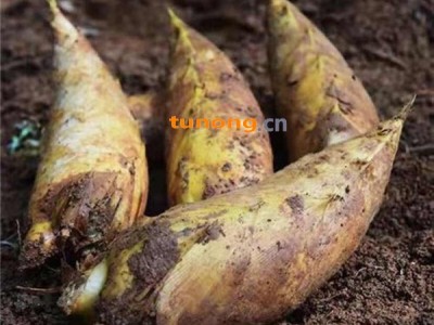 新鲜深山老林黄泥冬笋 一手货源 产地直销 一件代发图1