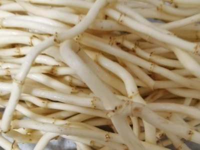 鱼腥草根新鲜图1