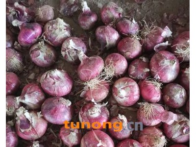 聊城二红洋葱专业代发代收代销,丁泽荣图1