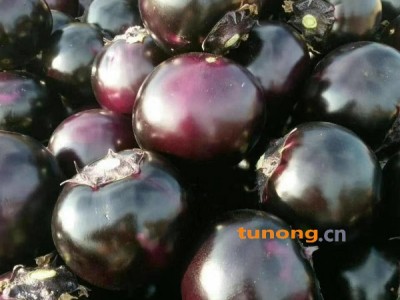 山东大棚茄子大量现货供应中图1