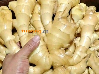 河北大姜，质量好，价格便宜图1