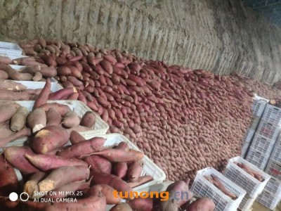 河北饶阳西瓜红山药种植基地，个大色好，口感极佳图1