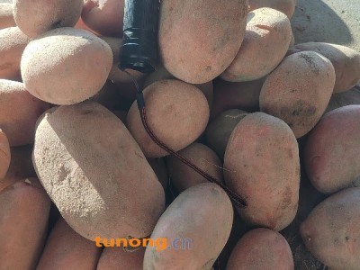 出售雪川红土豆图1