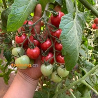 莘县千禧<span class=