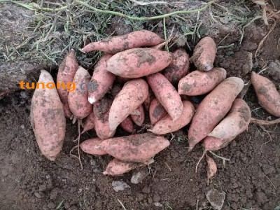 龙九红薯，一手货源，无代办，大量现货图1