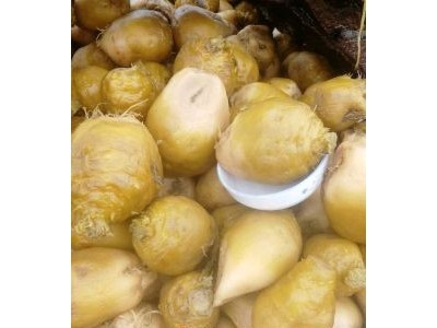 高盐度芥菜疙瘩，口感脆，表面无杂志，色泽鲜艳图1