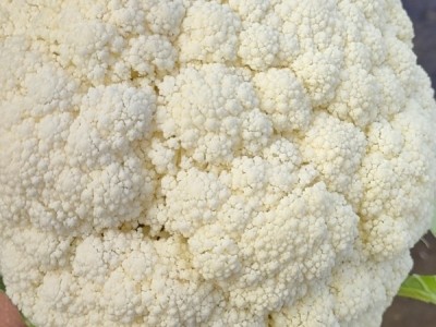 供应花菜,云南省曲靖市马龙区旧县街道，洪曦合作社。图1