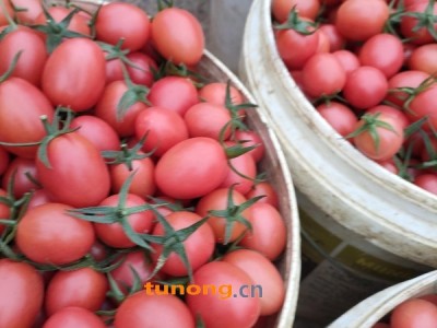 广西田阳 千禧圣女果图1