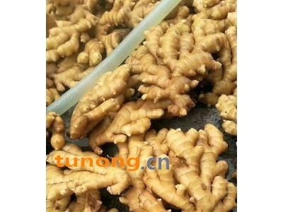 山东莒县生姜【大黄姜 小黄姜】鲜姜批发图1