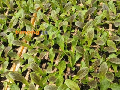 供应小白菜,香芛苗图1