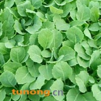 供应甘蓝,甘篮苗