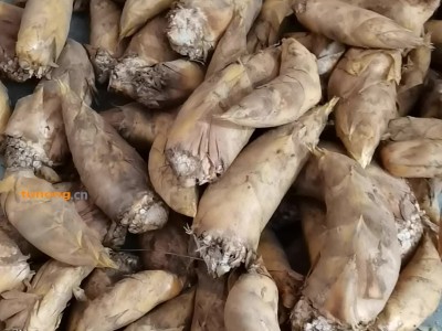 新鲜冬笋 皮薄肉脆，可炒可炖可火锅可晒干寄存批发图1