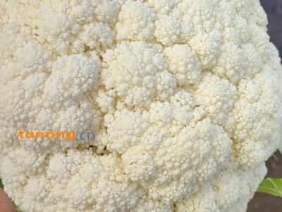 供应花菜,云南省曲靖市马龙区图1