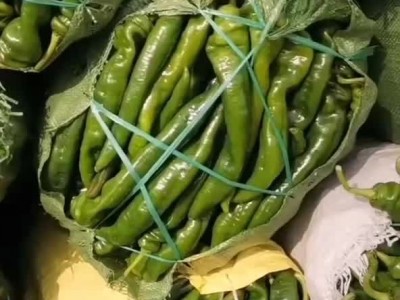三大棚青椒大量上市质量好，价格低，货源充足图1