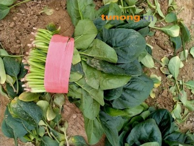 徐寨农贸市场小叶菠菜大量供应中,供应期长,图1