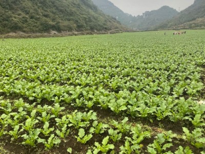 鲜大头菜供应图1