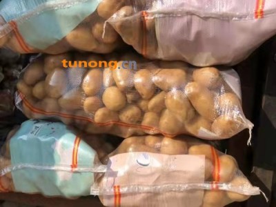 荷兰十五土豆大量供应山东高密优质荷兰十五土豆图1