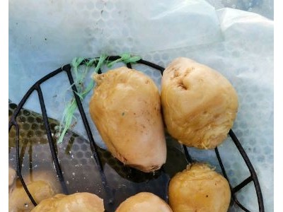 天津宁河大芥菜厂家现货出售口感脆的芥菜图1