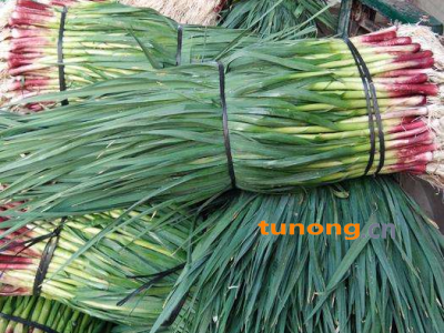 香蒜苗（红根）图1