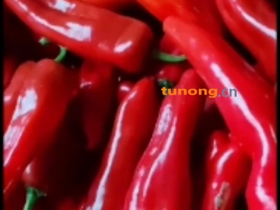 红椒图1