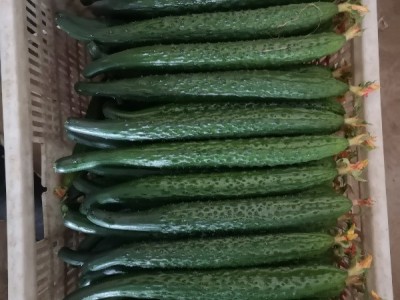 供应黄瓜,新乡获嘉图1