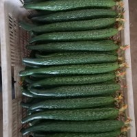 供应黄瓜,新乡获嘉