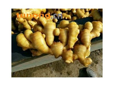 山东生姜产地直销价格低滞销图1